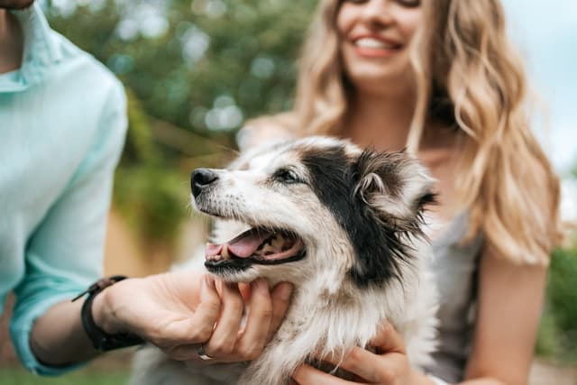 Pet Care
